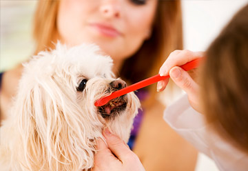 pet dentists, peoria